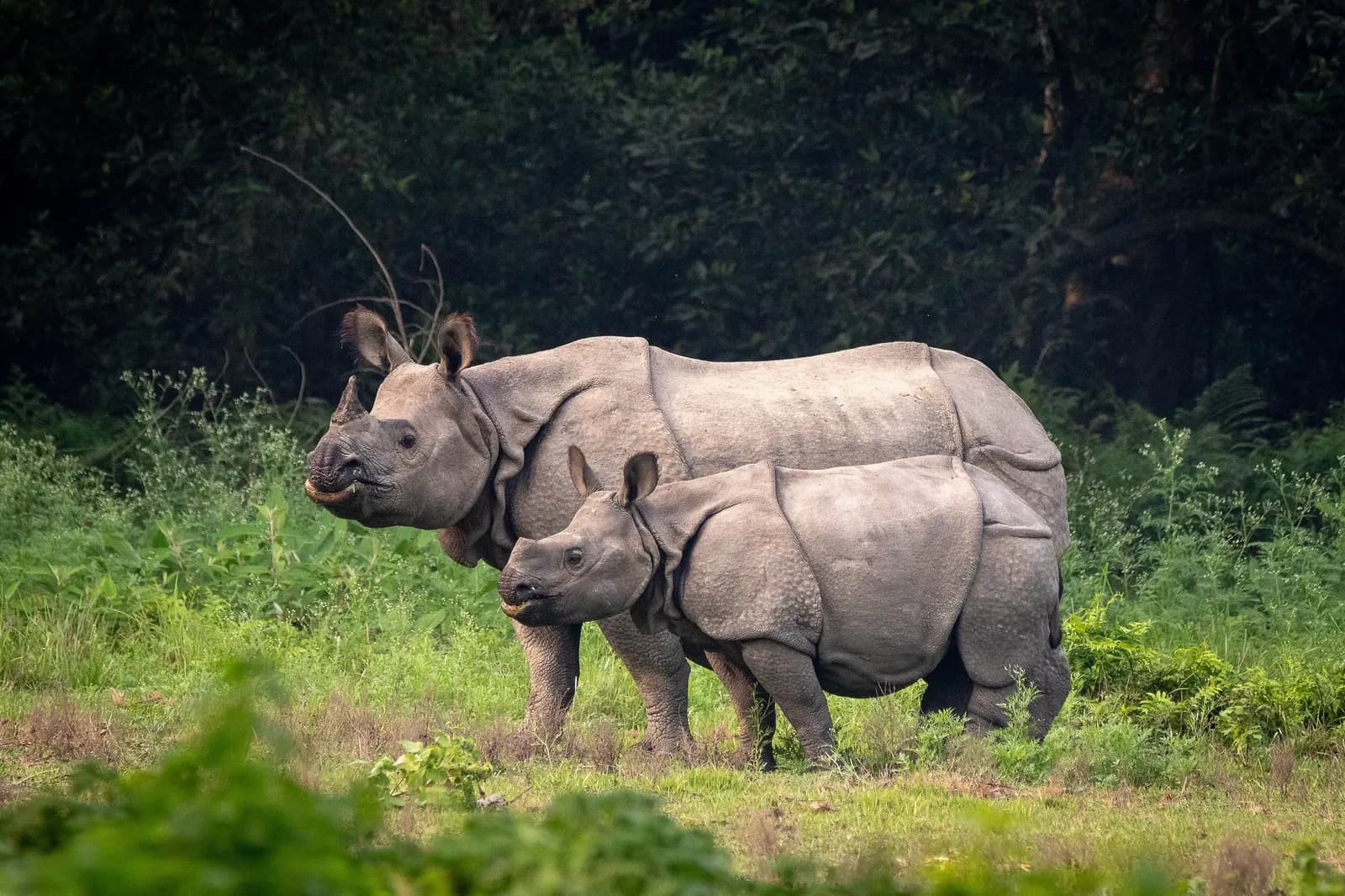 Chitwan Safari